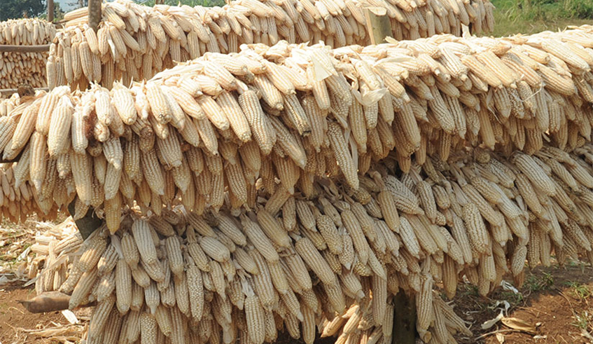 A collection for drying maize produce before selling them to the market in Kamonyi District. / Photo: File.