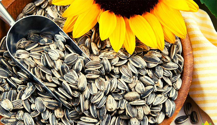 Sunflower seeds are said to lower the risk factors for several chronic diseases. / Photo: Net