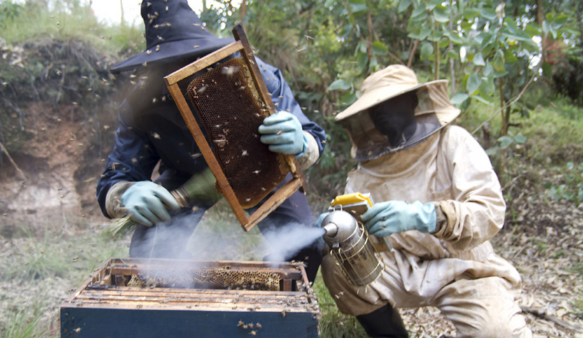 Beekeepers in Nyamagabe District extracting honey. Efforts are needed to end the production and distribution of adulterated honey on the local market, which threatens to hold back the development of the entire industry. / Photo: File. 