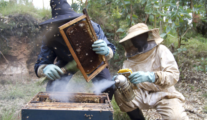 Beekeepers in Nyamagabe District extracting honey. Efforts are needed to end the production and distribution of adulterated honey on the local market, which threatens to hold back the development of the entire industry. / Photo: File. 