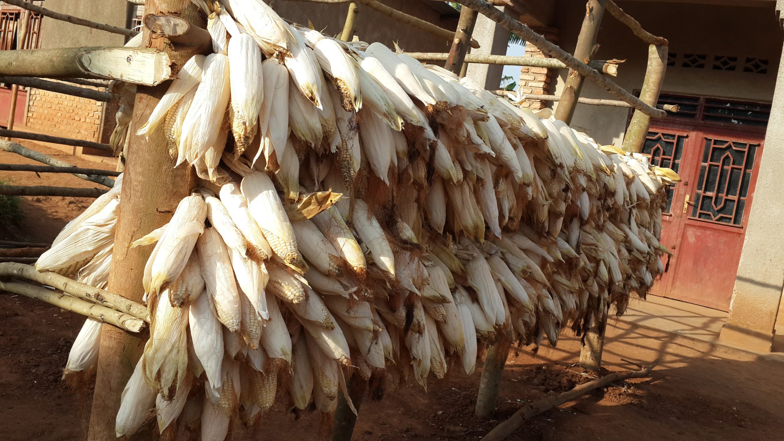A collection for drying maize produce before selling them to the market in Kamonyi District.