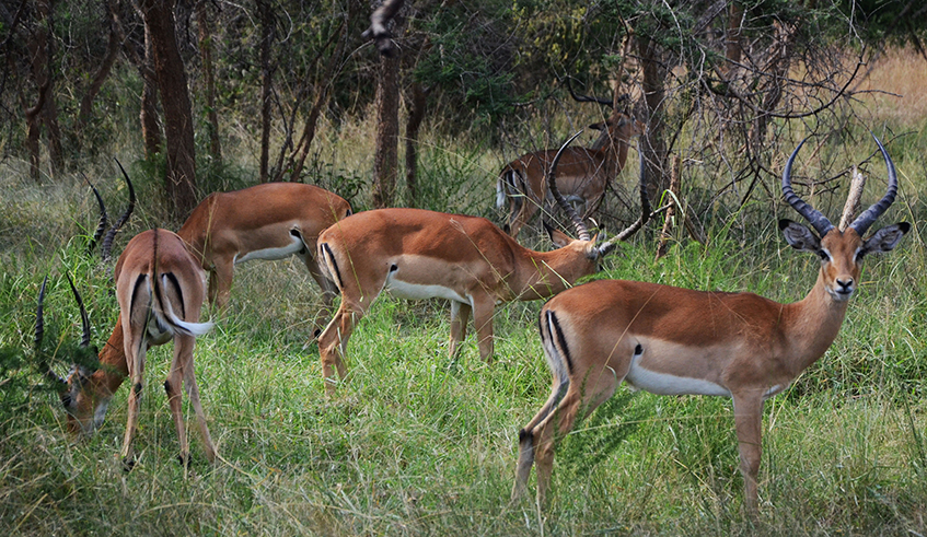 Impala at Akagera National Park. The lower chamber of parliament passed a law on biodiversity and wildlife  during a plenary session held virtually on March 16. / Photo: Sam Ngendahimana.