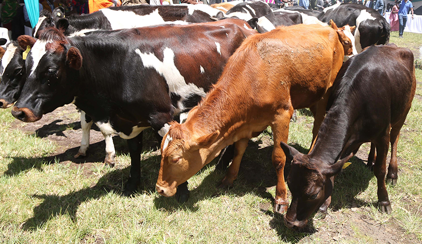 Some cows that were given to Kayonza citizens in Girinka Program in 2017.Movement and sale of livestock including cows is now allowed in Kayonza District after a ban that was imposed on livestock  / Sam Ngendahimana