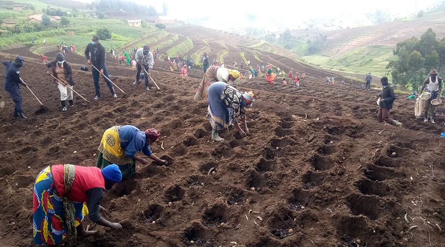 Farmers plant sweet potatoes during the launch of agriculture season B in Nyaruguru District on March 19. 