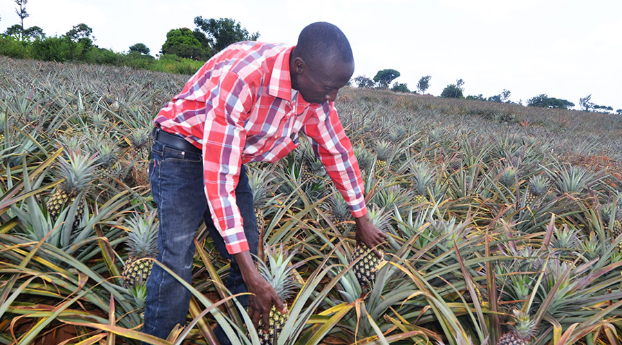 A farmer working in his pineapple plantation in Ngoma District in 2018. 