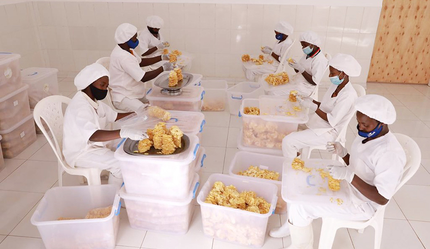Youth sorting dried pineapples for export in Gatsibo District during the lockdown . / File