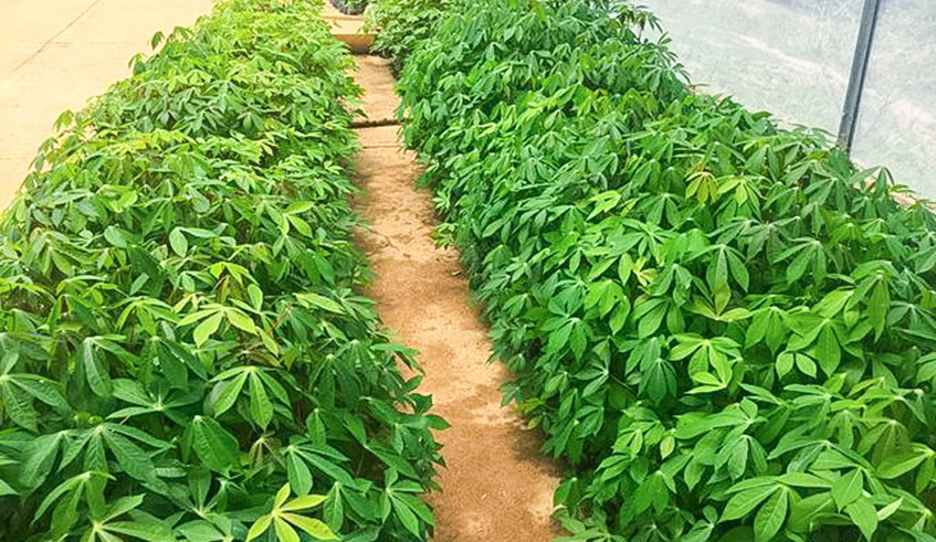 Multiplication of cassava seeds to increase productivity, Rwanda currently produces around three million tonnes of cassava as average production. / Photo: Courtesy.