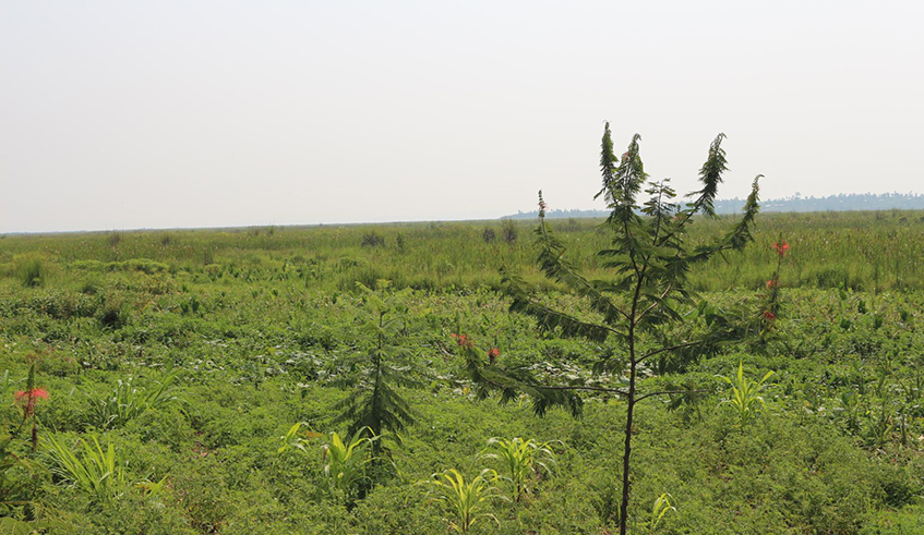 Rwanda has invested a lot in protecting Rweru wetland. / Photo: Courtesy.