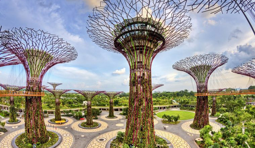 These u201cSupertreesu201d belong to a display at the 250-acre Gardens by the Bay in Singapore. The high-tech structures range from 80 to 160 feet and collect solar energy, their trunks are vertical gardens, laced with more than 150,000 living plants. / Net photo.