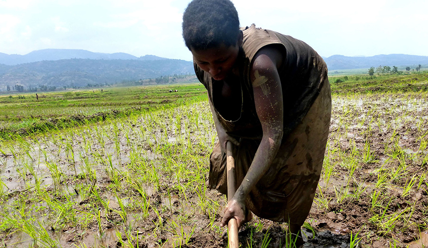 A farmer works in a rice plantation in Bugarama, Rusizi District. / Photo: Sam Ngendahimana.