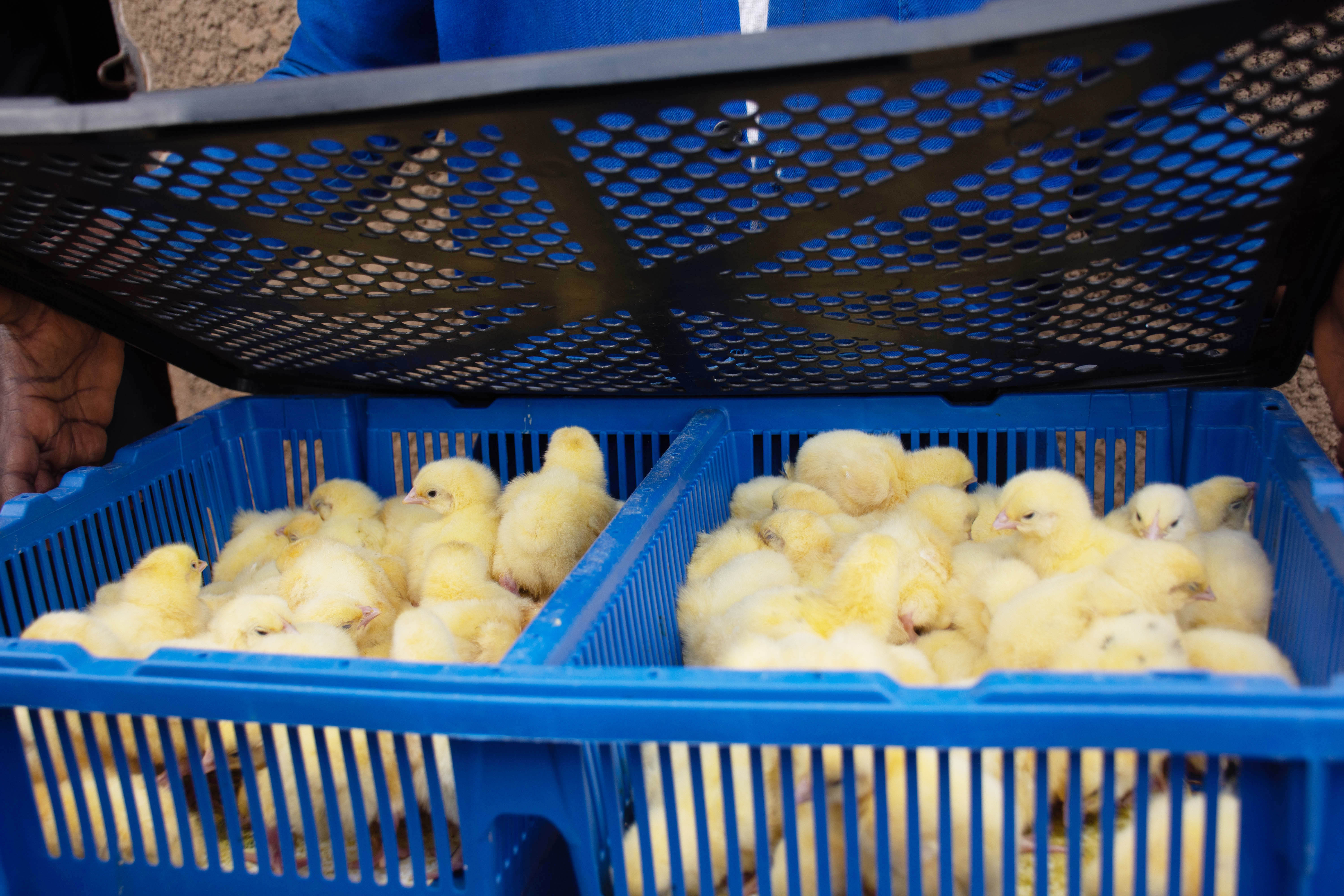 Some of the day-old chicks that farmers got from One Acre Fund-Tubura and Afrisol broiler project, on Thursday, April 15, 2021 in Mukarange Sector of Kayonza District. 