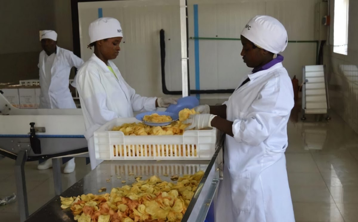 Workers at Nyabihu potato CPC sort chips before packaging them. 