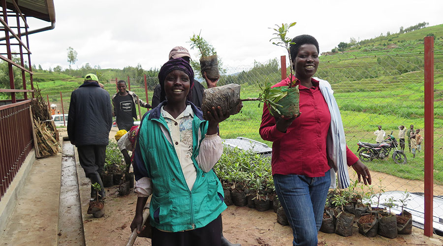 Residents carry macadamia seedlings during a transplantation activity in Nyanza District. 