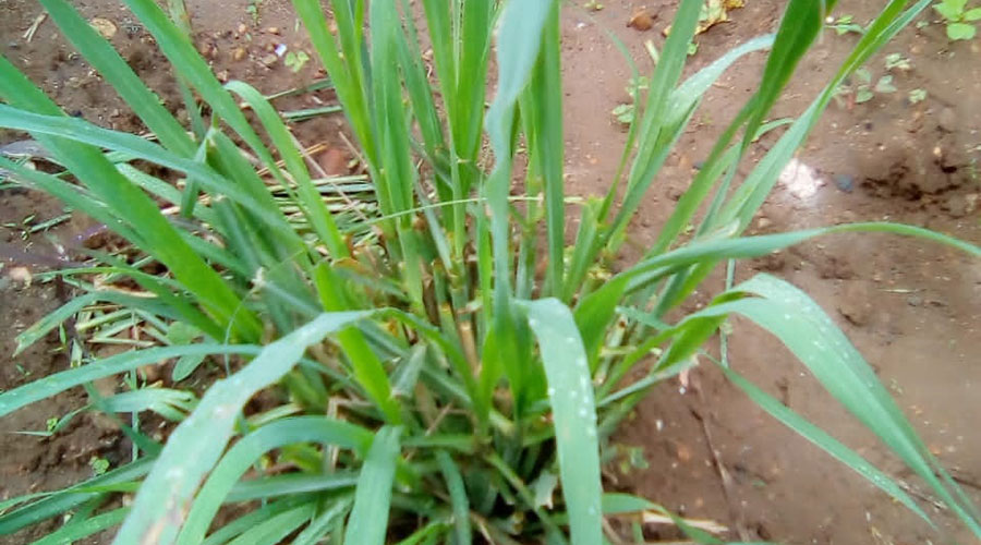 Lemongrass can be found in local markets. 
