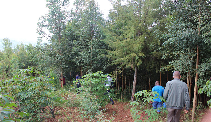 the cooperative with 78 members consolidated their land  in Rwamagana to restore 28 hectares of degraded forests under government support. / Photos: Courtesy.