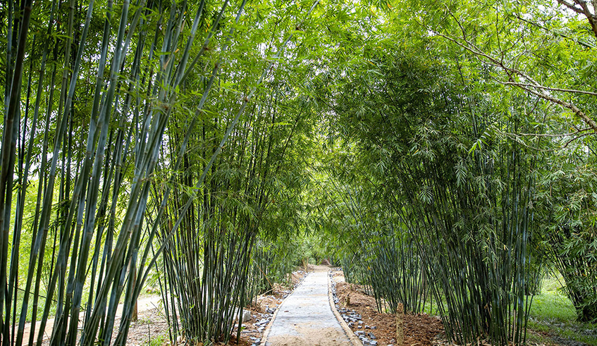 A walkway lined with bamboo trees in Nyandungu Ecotourism Park which is under construction. / Photo: File.