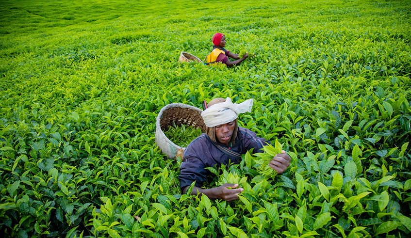 Farmers sort tea leaves at Murindi Tea plantaion in Gicumbi in 2018. / Photo by Sam Ngendahimana.