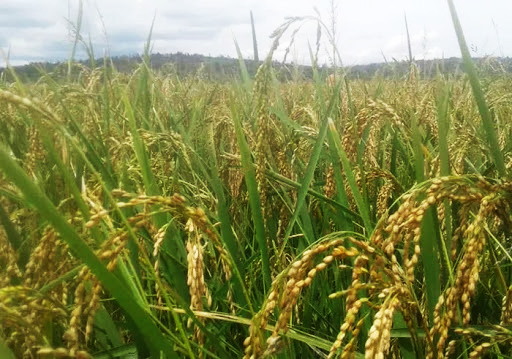 A rice plantation in Bugesera District. A kilogramme of unprocessed short-grain rice was reduced from Rwf270 to Rwf259 while that of long grain rice was reduced from Rwf290 Rwf279. 