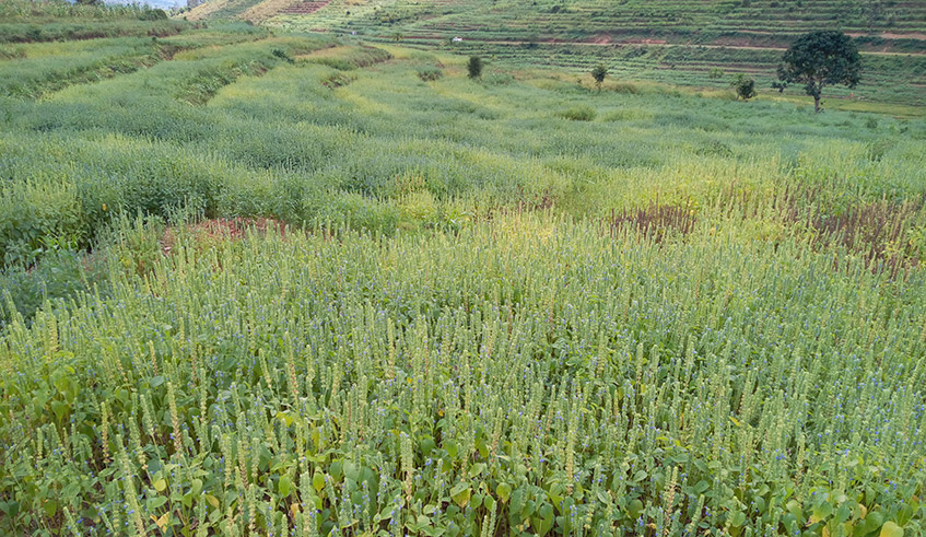 Chia seed is grown on about 100 hectares in this irrigation area. It is also becoming more popular in all sectors of Ngoma District. / Photos: Courtesy.