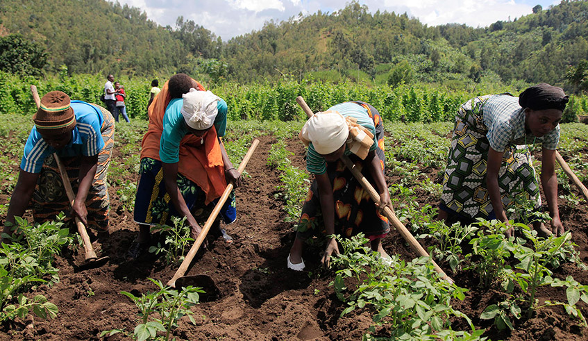 Farmers weed their potato plantation in Muko Sector, Musanze District. / Photo: Sam Ngendahimana.