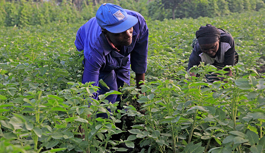 Farmers work in an Irish potatoes plantation in Muko Sector in Musanze District. / Photo: File.