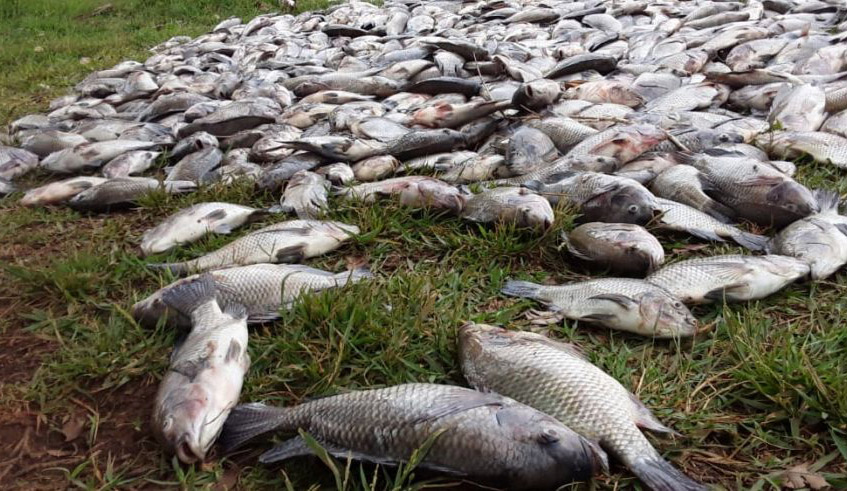 Farmers lost tonnes of fish following depletion of oxygen due to water turnovers in Lake Muhazi in Rwamagana District on July 1. / Photo: Courtesy.