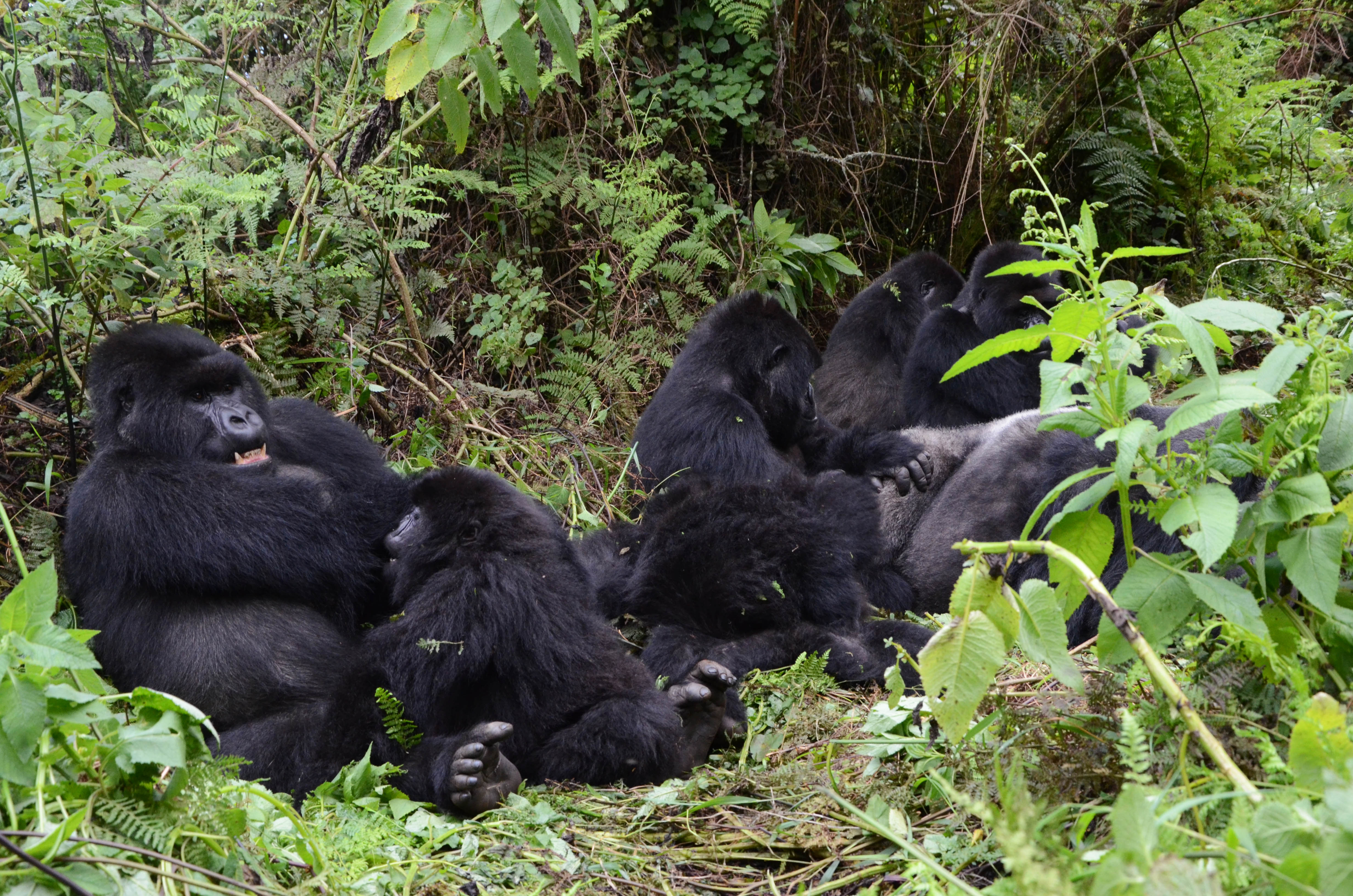 Rwanda mountain gorillas in Volcanoes National Park. 