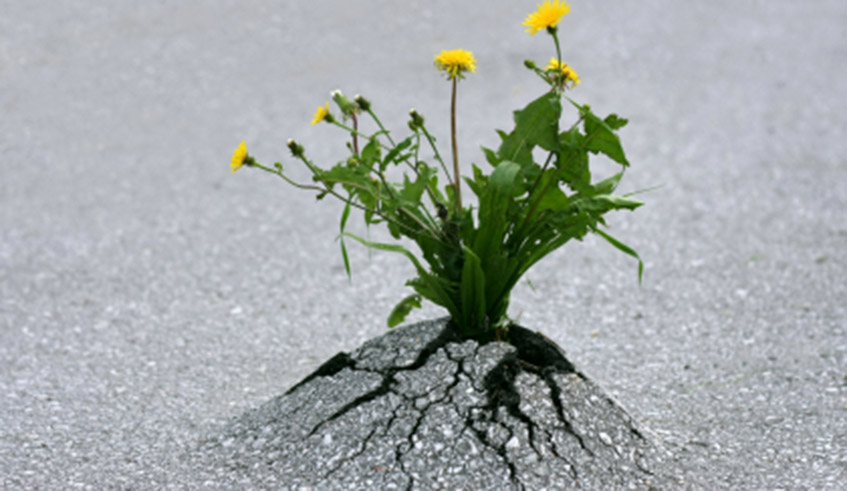 Building resilience is a transformative process that builds on the capacity of individuals, their communities, and institutions. / Photo: Net