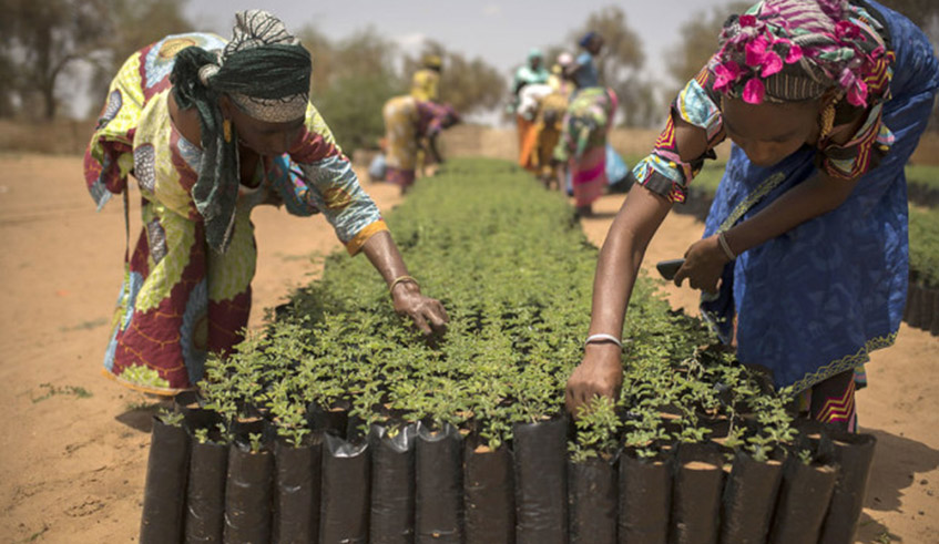 Women sort seedlings that would later be planted to help fight soil erosion. / Photo: Net