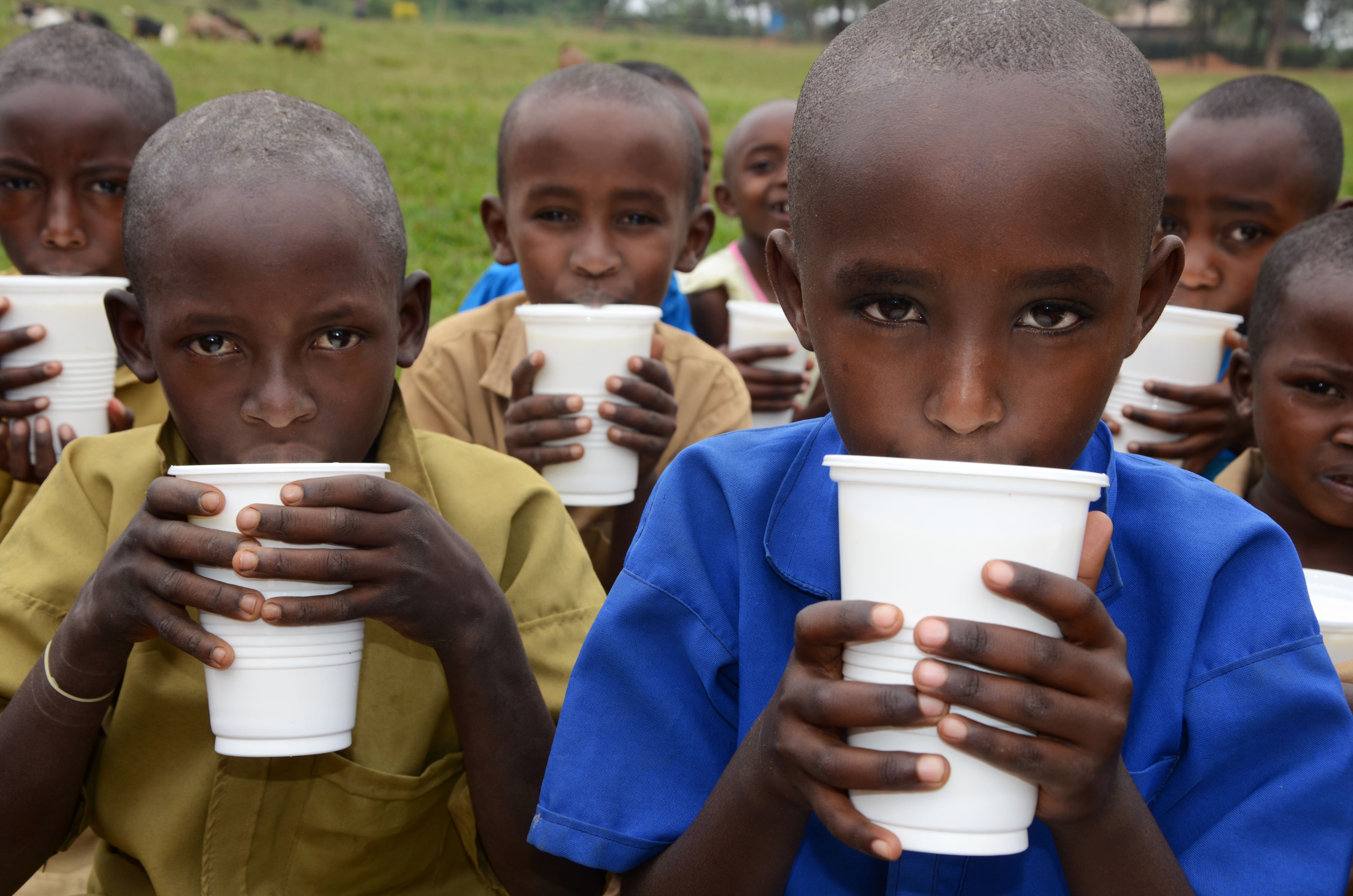 Children drink milk during one cup of milk per child program at Ngeruka Primary School in Bugesera District. 