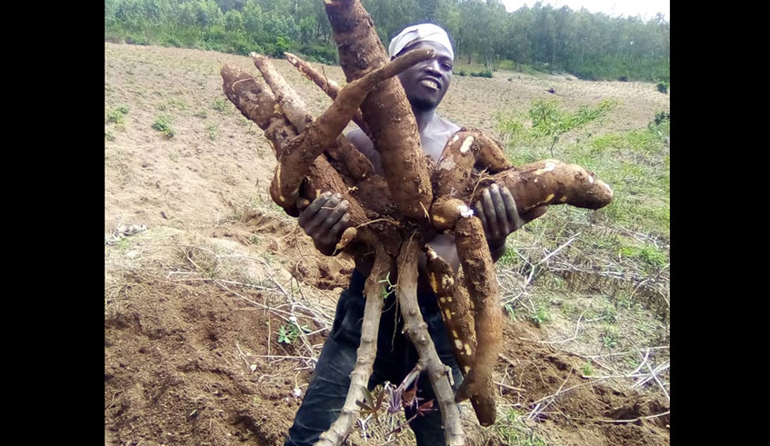 Nyanza farmer mints millions from disease-resistant cassava variety. / Photo: Courtesy.