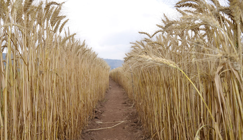 A wheat plantation cultivated on a consolidated land in Burera District . / Photo: Craish Bahizi.