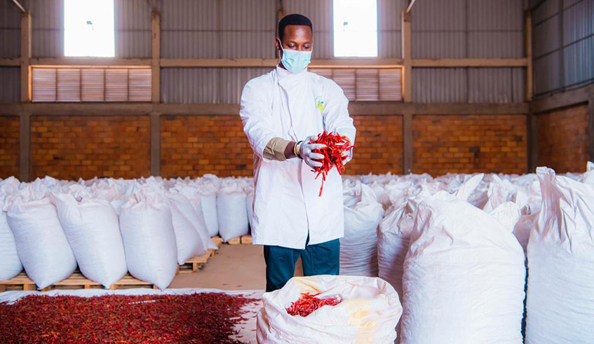 Diego Twahirwa, a young Rwandan agripreneur, holds a bunch of dried red chillies ready for export. /  Photo: Courtesy.