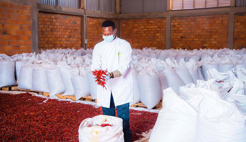 Dieudonnu00e9 u2018Diegou2019 Twahirwa inspects some of the dried chilli that is due to be exported to China. This week, he is expected to send off at least 60 tonnes loaded in four containers as part of the multi-million dollar deal that was signed in 2019. / Photo: Courtesy.