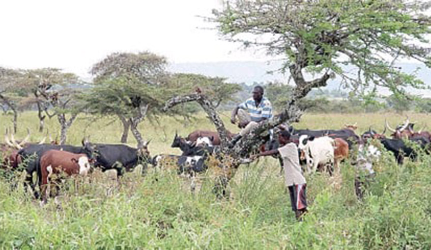 Some cows that were grazed at Akagera National Park . / File