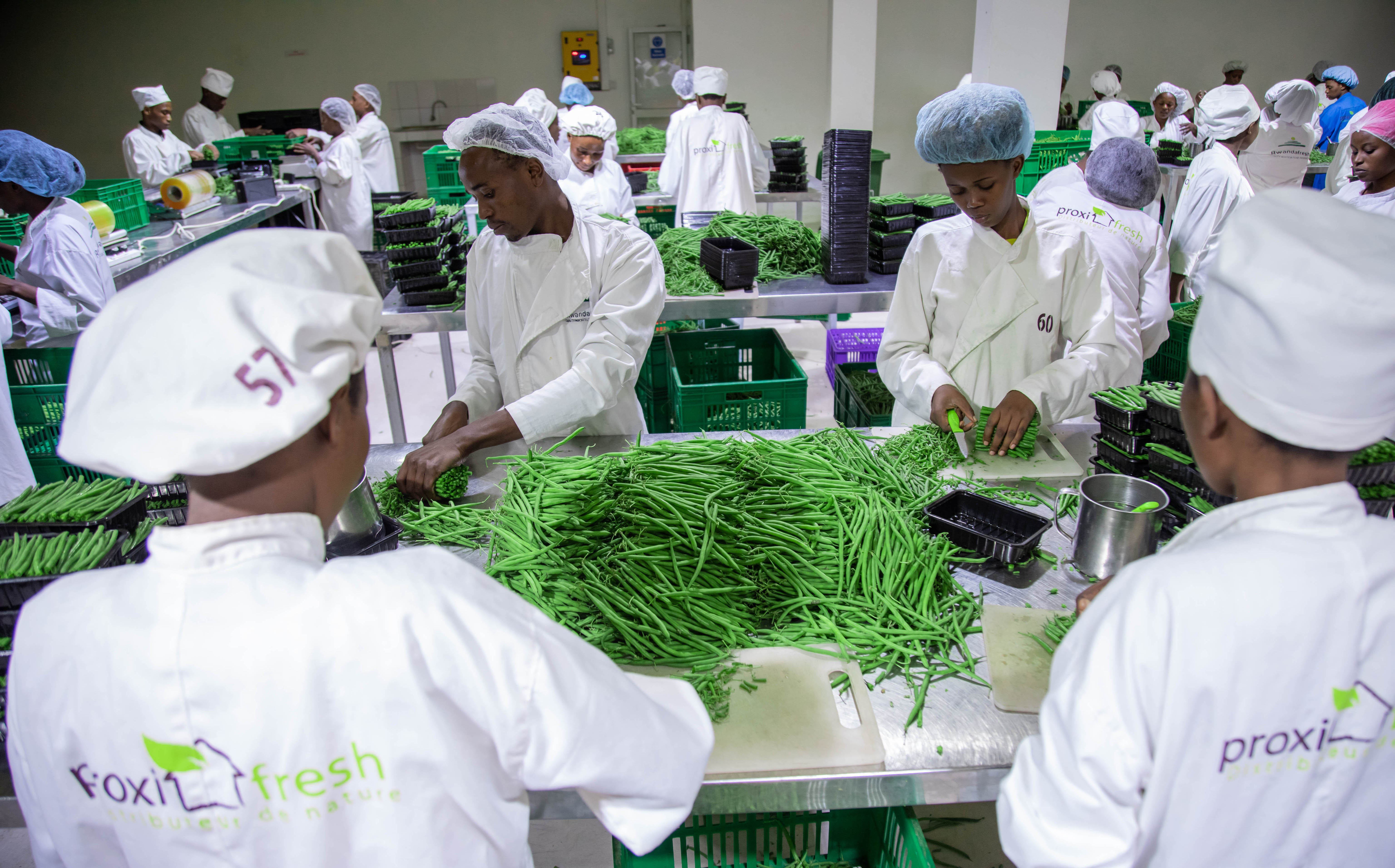 Workers sort some green beans for export at NAEB warehouse on July 10, 2019. 