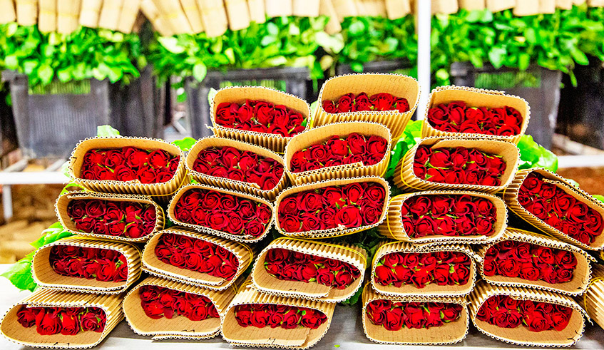 A collection of flowers for export at Bella Flowers farm in Rwamagana District last year. / Photo: Courtesy.