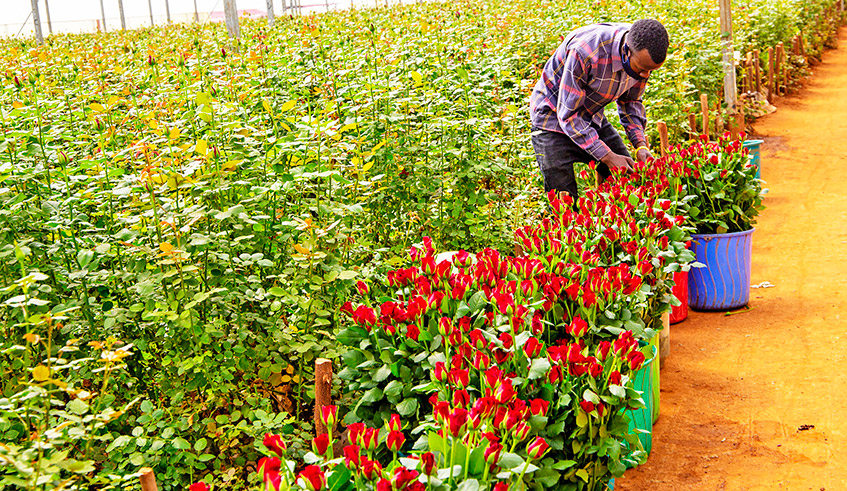 A man harvests flowers from one of the greenhouses owned by Bella Flowers in Rwamagana District. Rwandaâ€™s flowers are predominantly sold in The Netherlands. / Photo: Courtesy.  