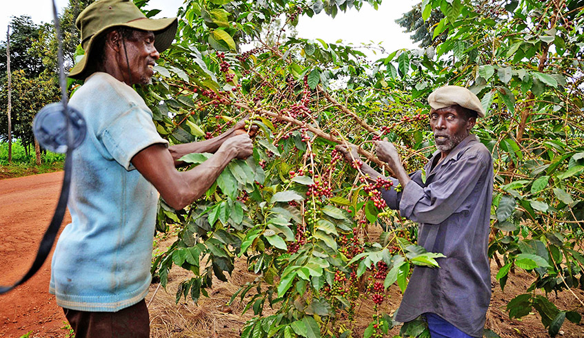 Farmers pick coffee berries in Ruli Sector in Gakenke District in 2019. / Photo: Sam Ngendahimana.
