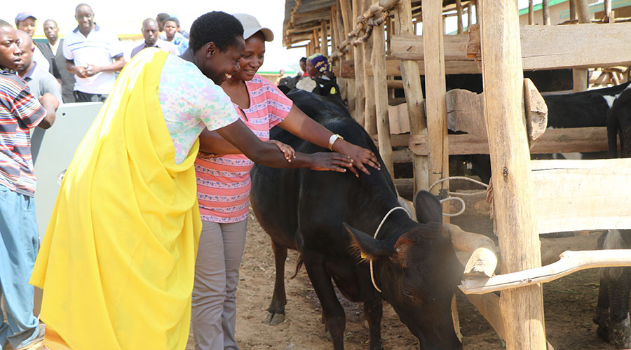 A citizen receives her cow to boost her wellbeing during the Girinka Program. Stakeholders have vowed to ensure that new and clearer Ubudehe categories, devoid of any errors, are activated by December this year. 
