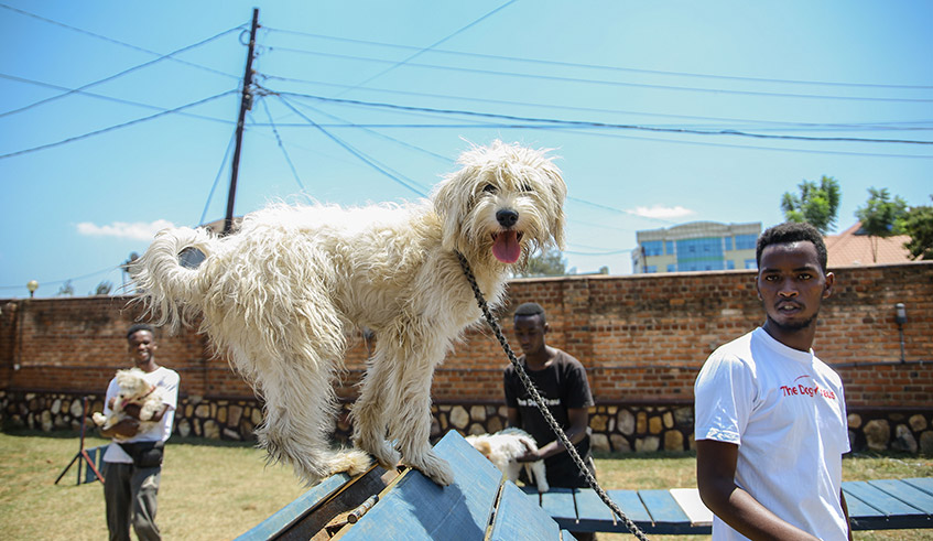 A dog trainer at The Dogâ€™s Haus on August 26, 2021. / Dan Nsengiyumva
