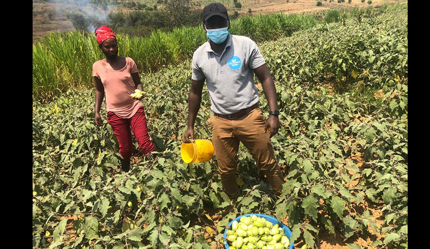 Mugisha and one of the youth farmers harvest egg plants in Rwamagana District. He teaches the youths the skills needed to become professional farmers. / Photo: Courtesy.