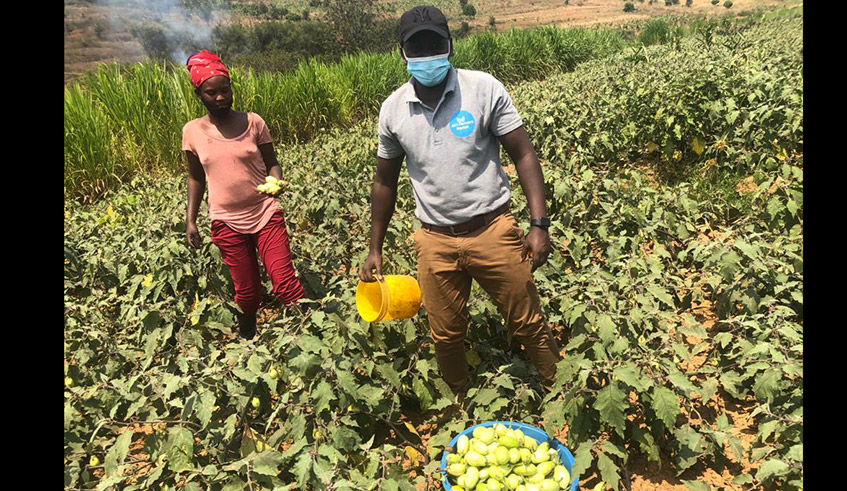 Mugisha and one of the youth farmers harvest egg plants in Rwamagana District. He teaches the youths the skills needed to become professional farmers. / Photo: Courtesy.