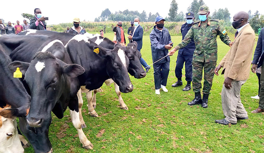 The Rwanda Defence Force commander for western region Maj Gen Alex Kagame hands the five cows to Jean de Dieu Twagirayezu whose animals were shot by FDLR assailants during the attack in Bugeshi Sector, Rubavu District last week on Friday. The compensation was given to Twagirayezu by President Paul Kagame. / Photo: Moise Bahati.