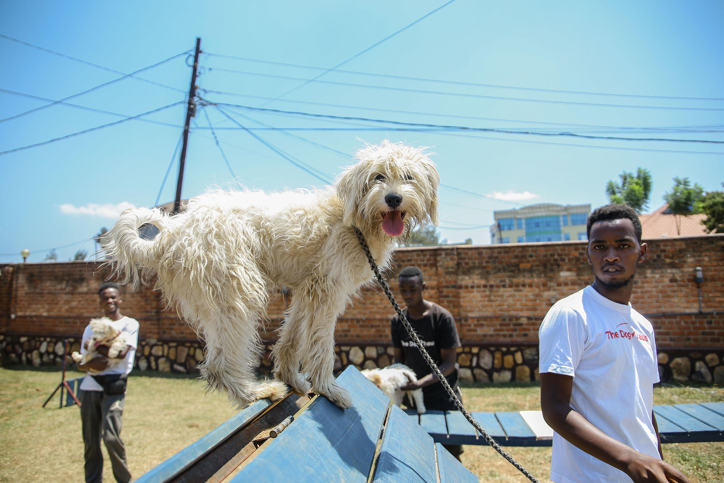 Dog trainers at the Dog Haus in Kimironko last month. / Photo: Dan Nsengiyumva.