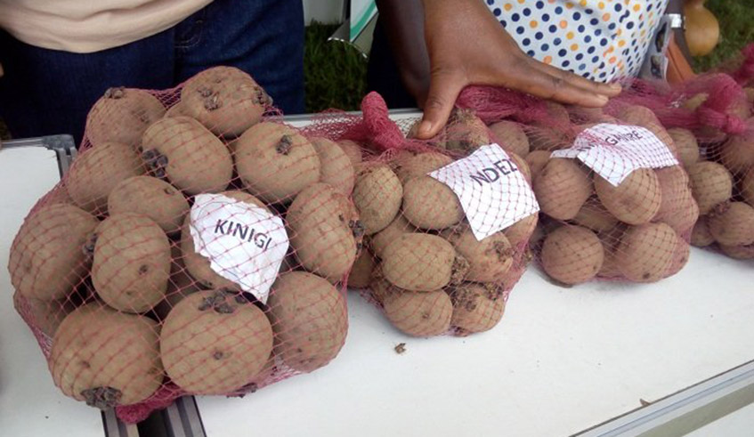 Seeds for Irish potato varieties that are dominant in Northern Province. / Photo: File.
