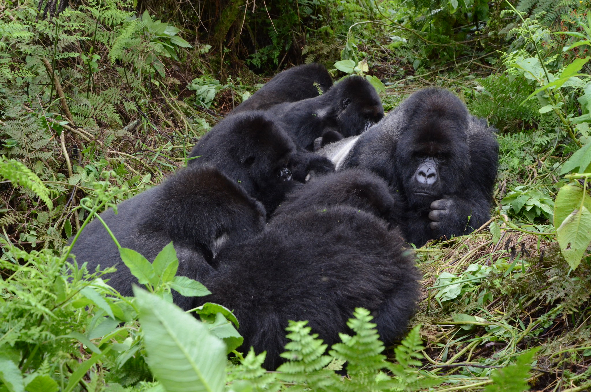 Mountain gorillas in Volcanoes National Park. 