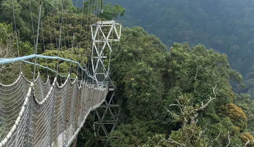 Nyungwe is one of the oldest rainforests in Africa, covering 1,019 km2 of dense forests. / Net photo.