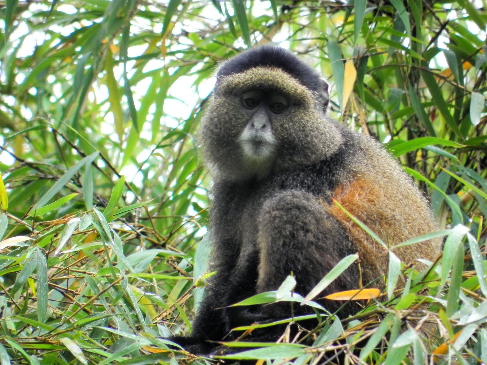 A golden monkey at Gishwati-Mukura forest national Park. Due to its biodiversity haven, the park is expected to attract more tourists. 