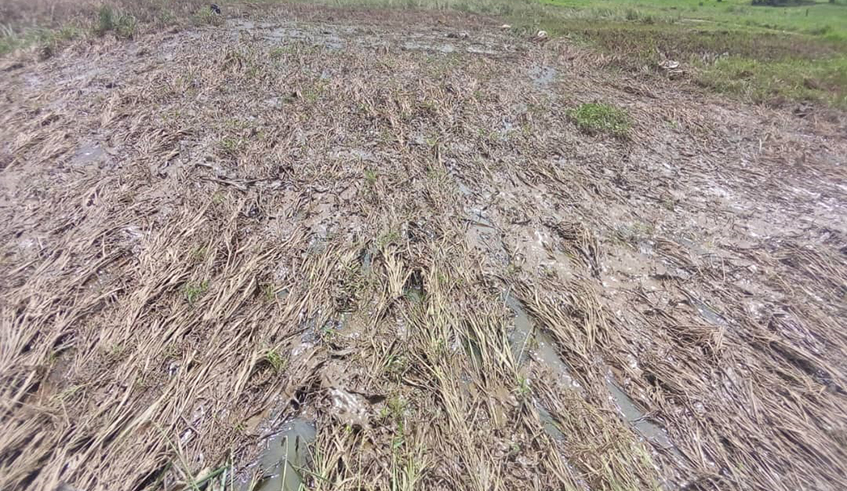A view of a damaged rice plantation in Nyagatare District. Farmers have said that they are already counting losses due to the rain-induced disaster. / Photo: File.